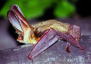 Szürke hosszúfülű denevér (Plecotus auritus), Fotó: Molnár Balázs